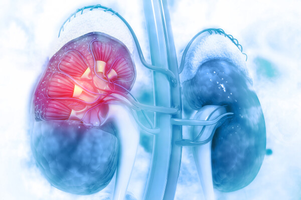 Human kidney cross section on scientific background